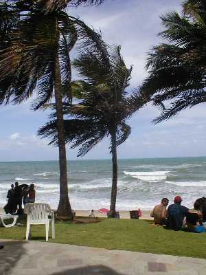 beach.palms.jpg