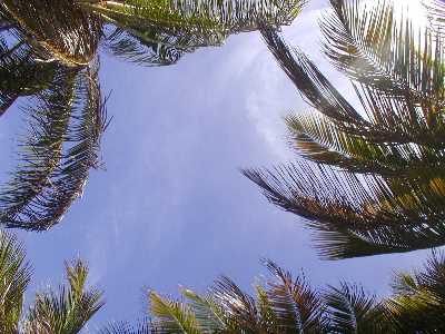 palms.sky.jpg